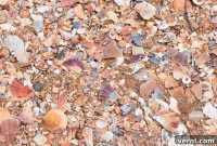 Crushed Seashells: The Ocean’s Gift for Fertile Soil