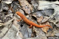 Keeping Salamanders Away From Your Home