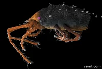 Clover Mites Understanding and Eliminating These Pests