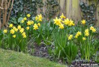 Planting Daffodils for Stunning Blooms