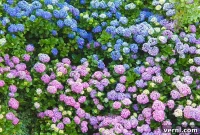 Hydrangeas Reveal Your Soil’s Secrets