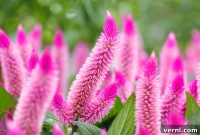 Unraveling Celosia: Annual or Perennial