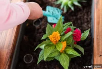 Your Ultimate Guide to Growing Gorgeous Celosia