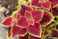 Coleus: Annual or Perennial Explained