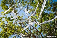 The Art of Removing Toilet Paper from Trees