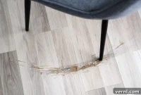 Fixing Vinyl Plank Floors A Homeowners Practical Guide