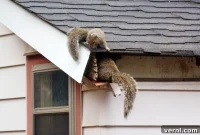 Squirrel-Proof Your Property