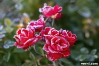 Safeguarding Roses for Winter