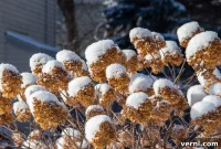 Hydrangea Winter Care Essentials