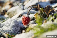 Winter-Proof Your Strawberry Plants for a Bountiful Harvest