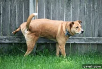 Reclaim Your Yard from Dog Marking
