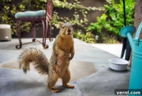 8 Steps to Squirrel-Proof Your Yard