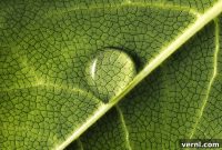 The Secret Behind Water Drops on Your Indoor Plants Leaves