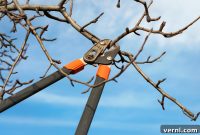 Dormant Pruning: Your Winter Guide to Healthier Trees