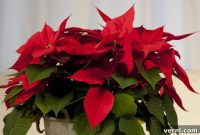 Poinsettia Longevity: Care Beyond the Holidays