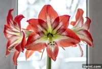 Amaryllis Rebloom Guide