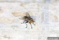 Hatching Fly Eggs: Your Emergency Home Guide