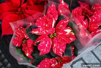 Cuetlaxochitl: The Poinsettia’s Indigenous Roots