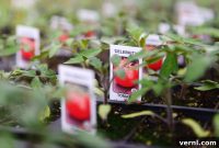 Mastering Tomato Tag Codes Grow Better Tomatoes