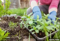 From Seed to Bloom: Your Beginner’s Guide to Planting Flowers