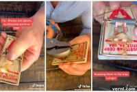 Why Your Mouse Traps Aren’t Working (And How to Fix It)