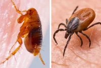 Flea or Tick? Decoding the Distinctions