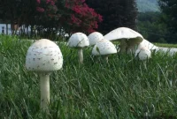 The Secret Your Lawn’s Mushrooms Are Telling You