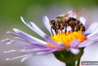 Transform Your Yard into a Pollinator Paradise