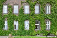 Climbing Vines on Your Home: Friend or Foe?