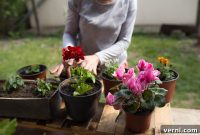 Secrets to Thriving Begonias