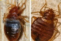 Bat Bugs vs Bed Bugs How to Tell Them Apart