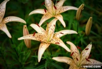 Planting and Nurturing Stunning Tiger Lilies