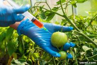 GMOs Explained Your Essential Guide