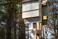 Making Your Bat House Irresistible to Bats