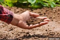 Know Your Soil pH: Kits and Kitchen Science Methods