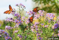Turn Your Yard Into a Certified Wildlife Haven