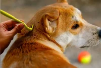 Beat Ticks for Just $5: Safe Removal for Pets and People