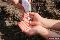 Heirloom Seeds: A Return to Roots