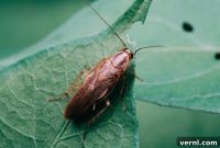 Can You Hear Cockroaches?