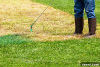 Lawn Paint: The Definitive Guide to a Greener Yard