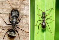 Carpenter Ants vs Black Ants: Key Differences Revealed
