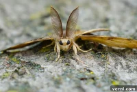 Spongy Moth Sighting: Your Essential Next Steps
