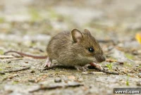 Your Guide to House Mice