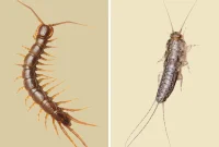 Centipede or Silverfish? Spotting the Key Differences