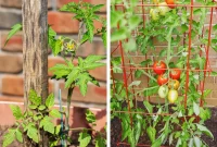 Staking vs. Caging: Choosing the Right Support for Your Tomatoes