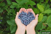 Honeyberries: A Sweet Introduction