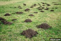 Reclaiming Your Lawn: Spotting and Fixing Mole Tunnels