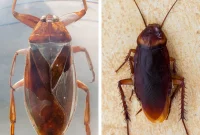 Water Bugs vs. Cockroaches: Spotting the Key Differences