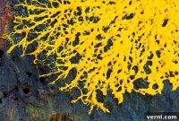What That Yellow Mold Really Is