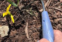 The CobraHead Weeder: A Gardening Game-Changer